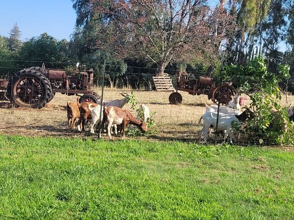 See Animals and Rustic Farm Equipment