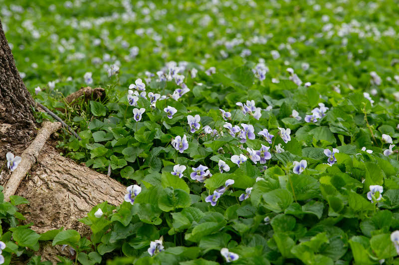 Flower beds