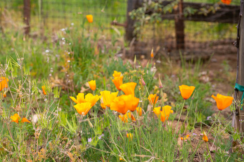 Poppies