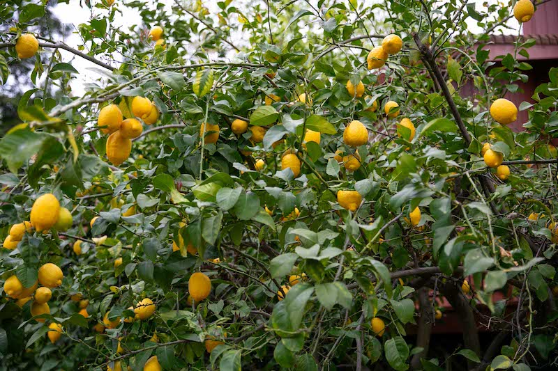 Lemon tree