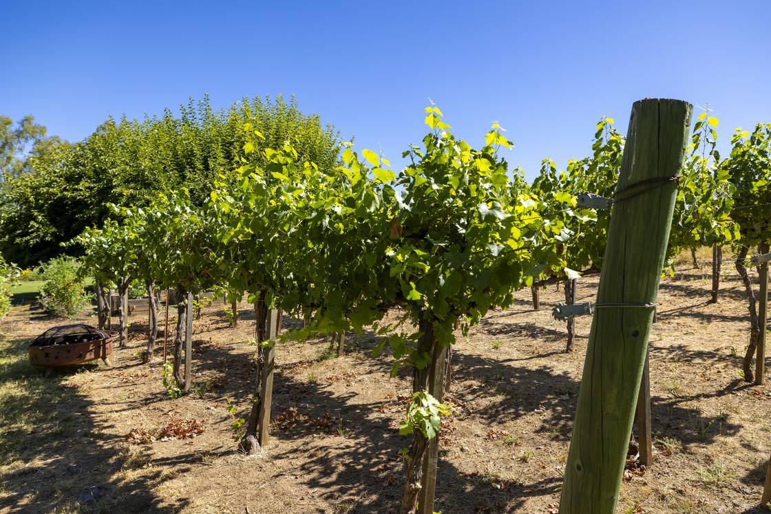 Grape vines