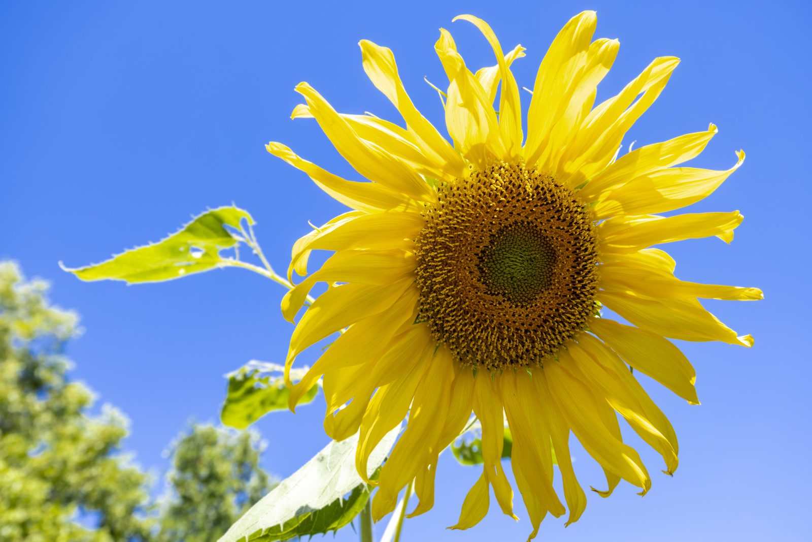 Sunflower