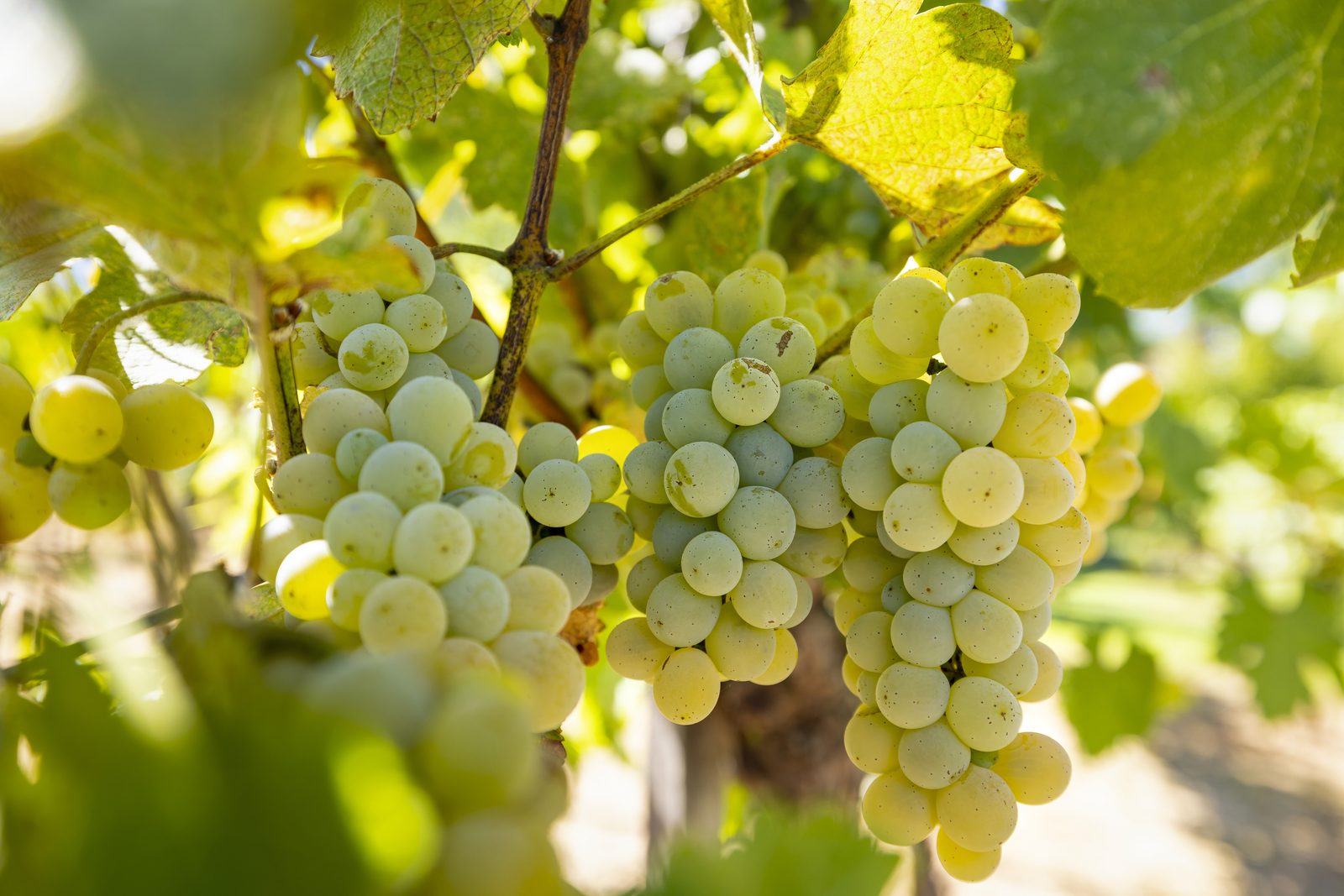 Green grapes
