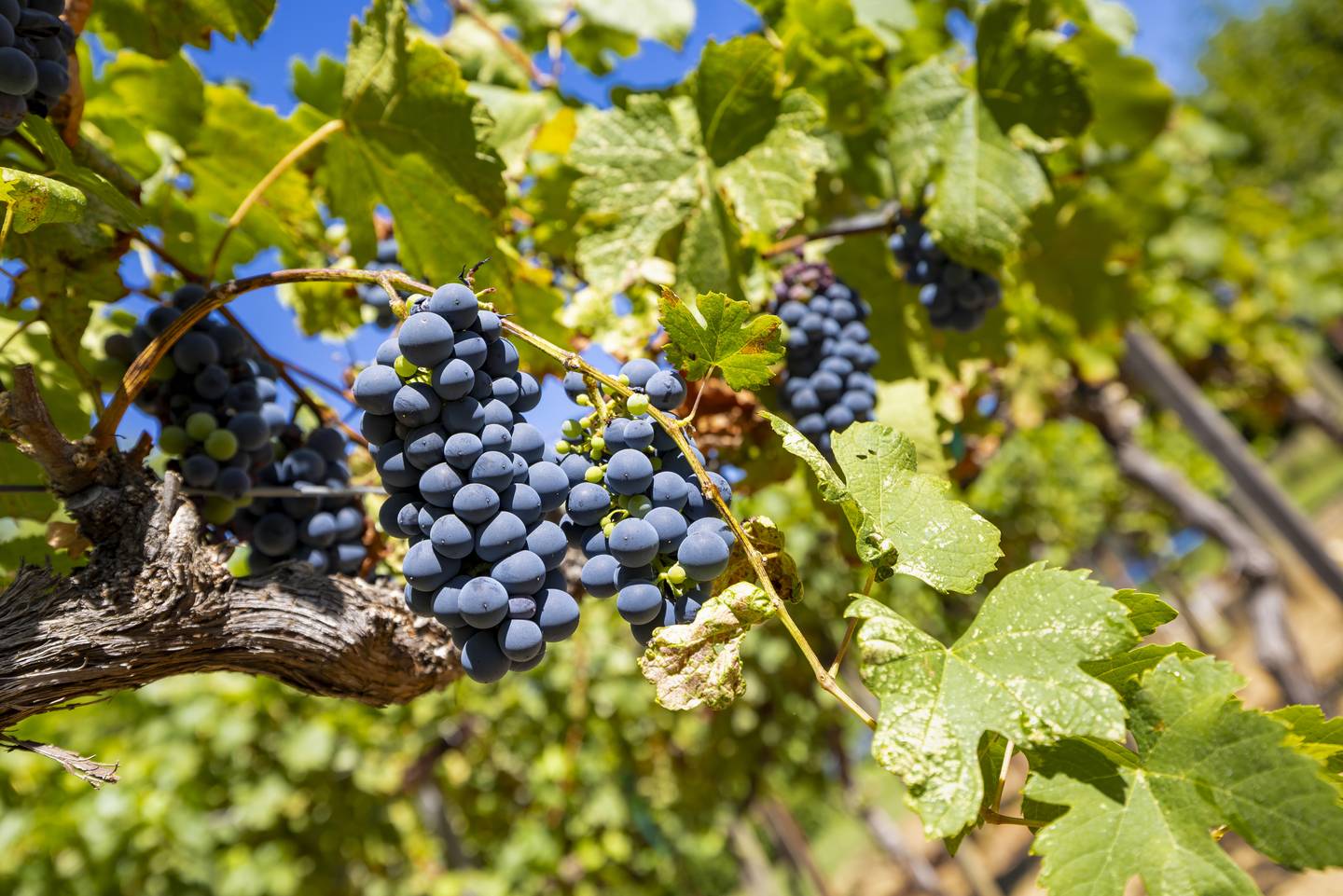 Red grapes on the vine