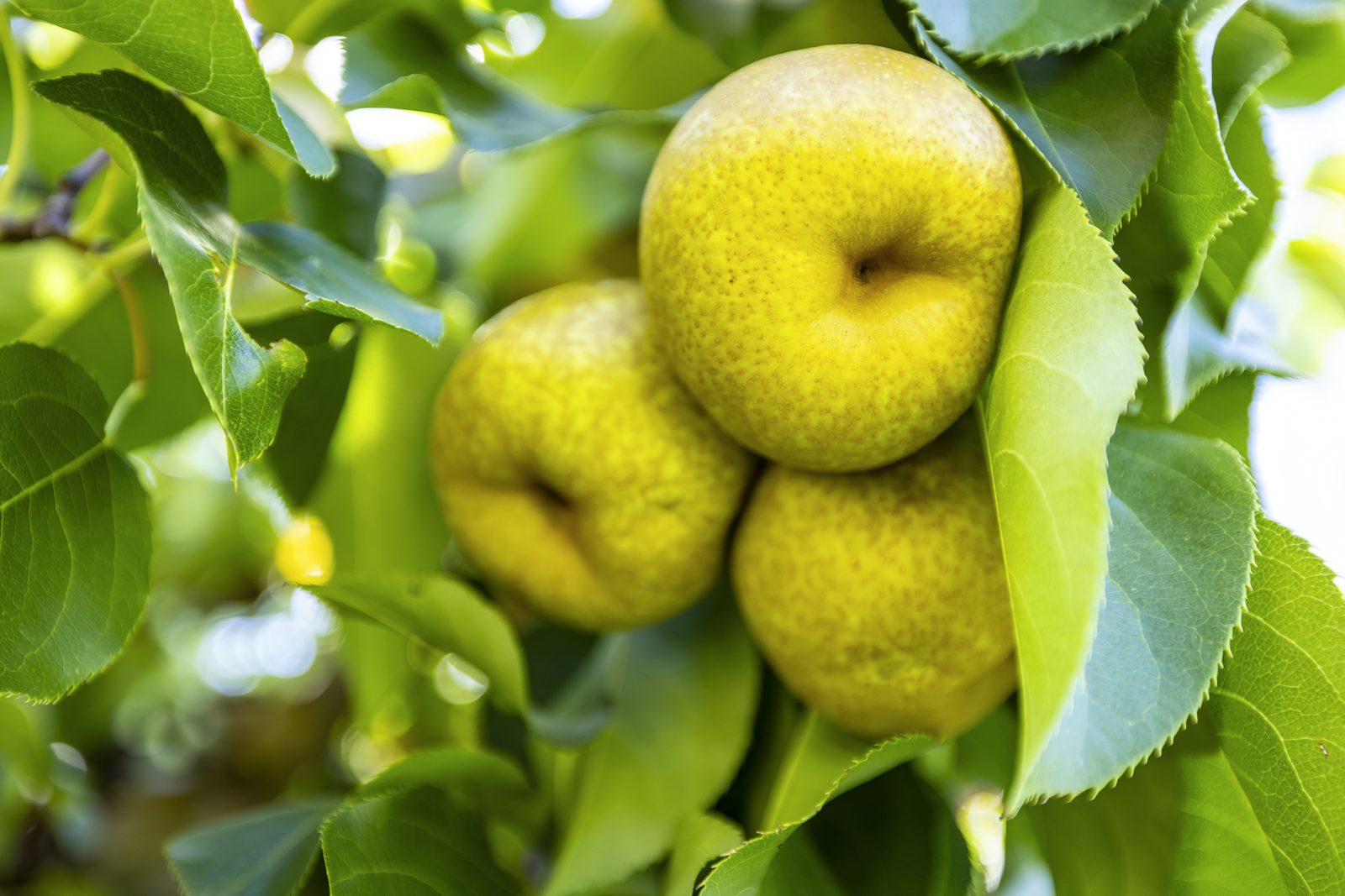 Asian pears