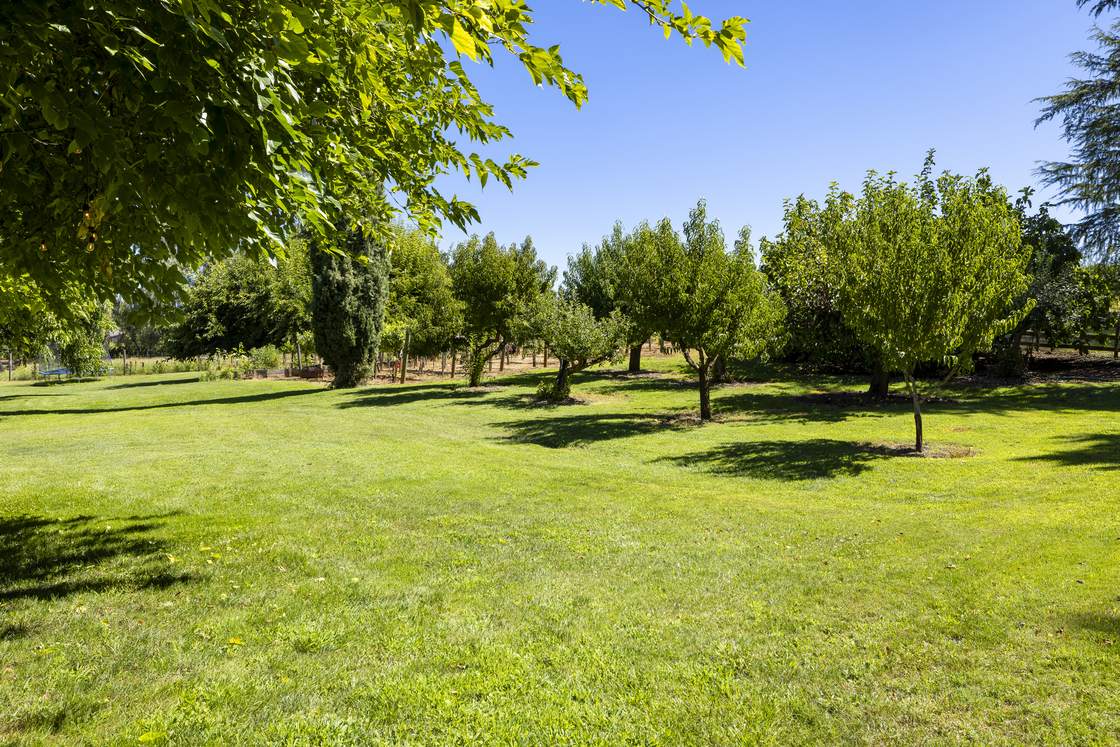 Open lawn and fruit trees