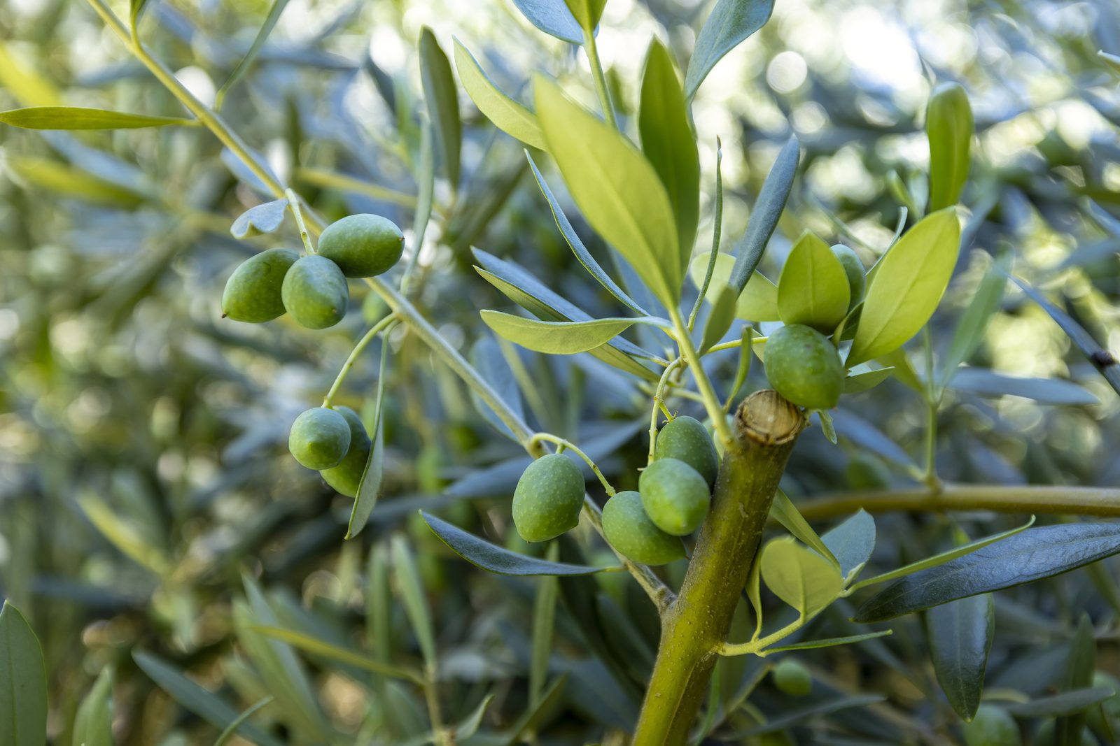 Olive tree