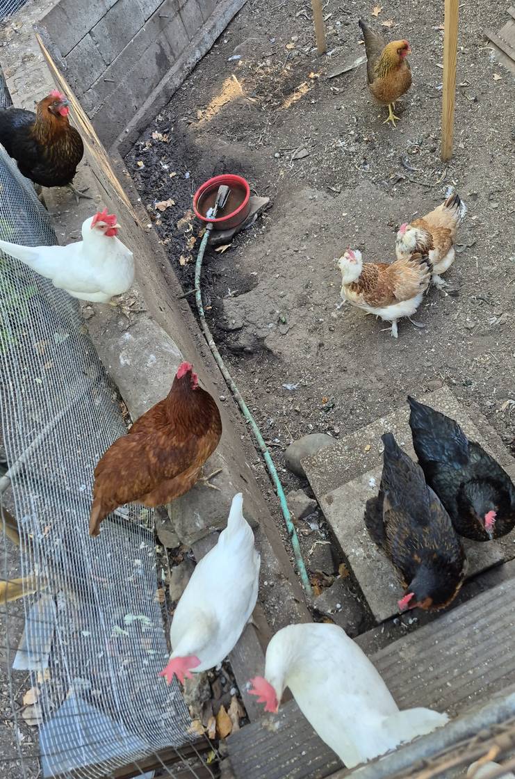 The chickens in their coop