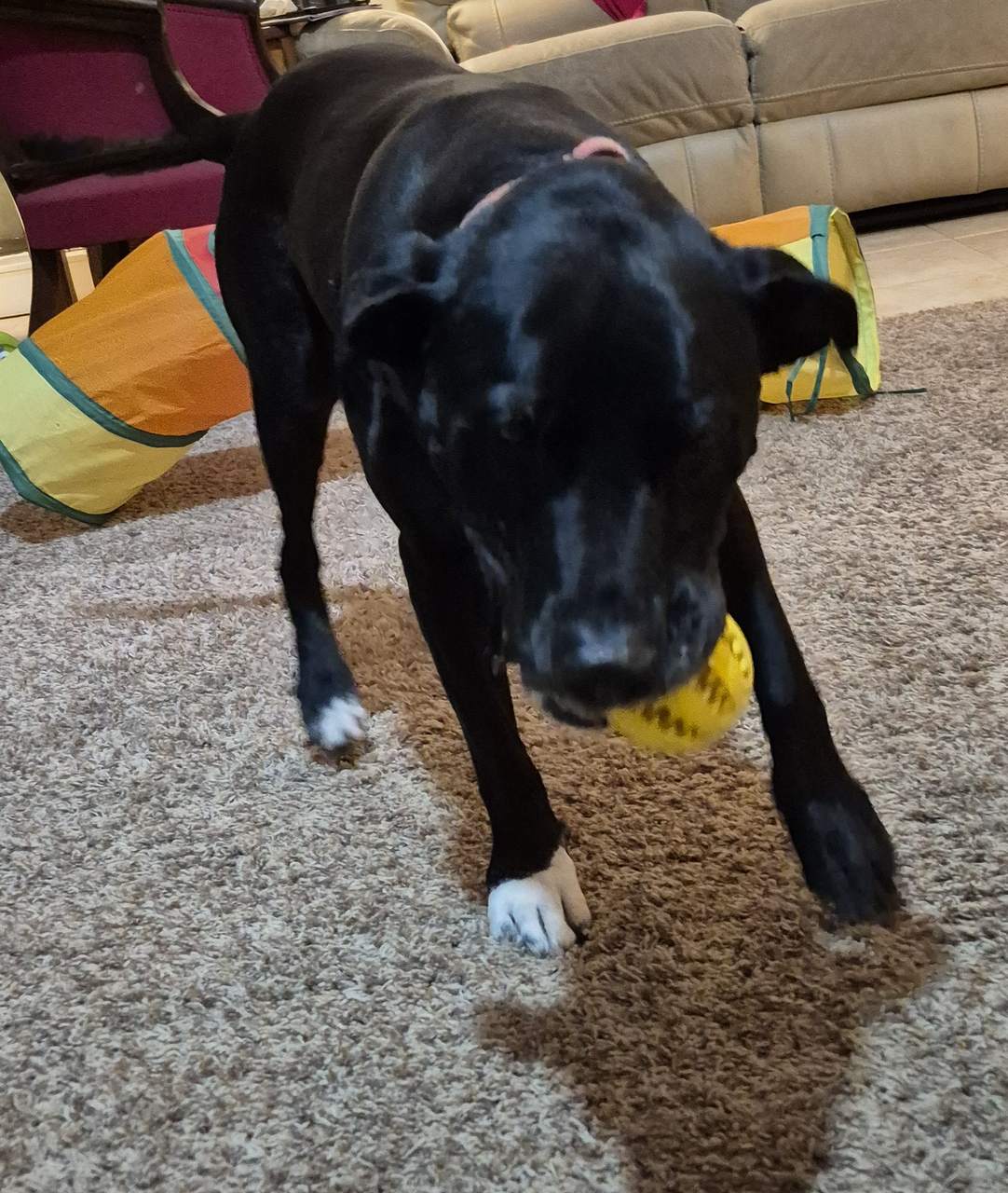 Meet Hershey