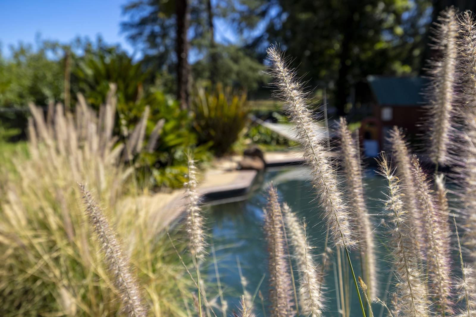 Ornamental grasses by the pool