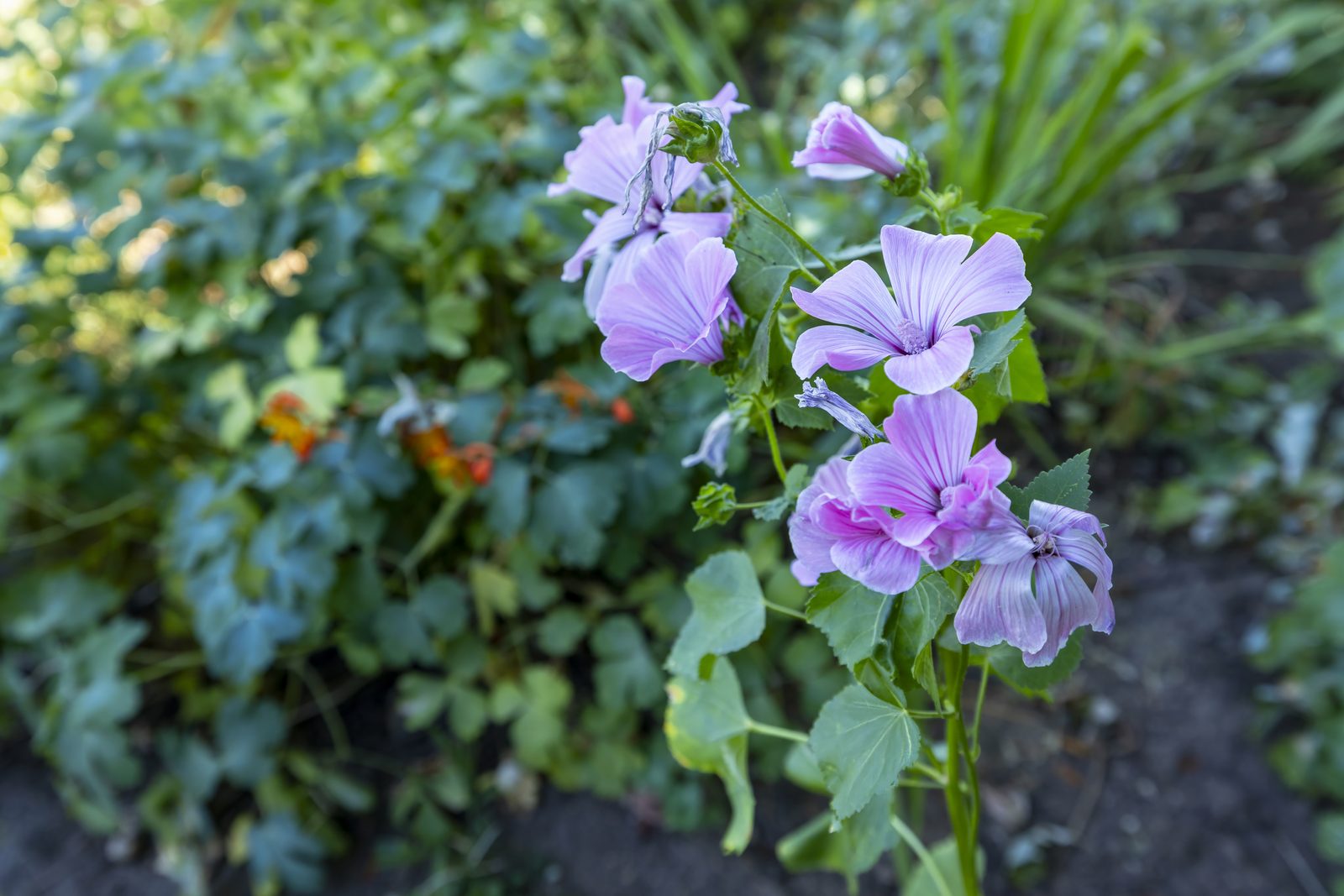 Garden flowers
