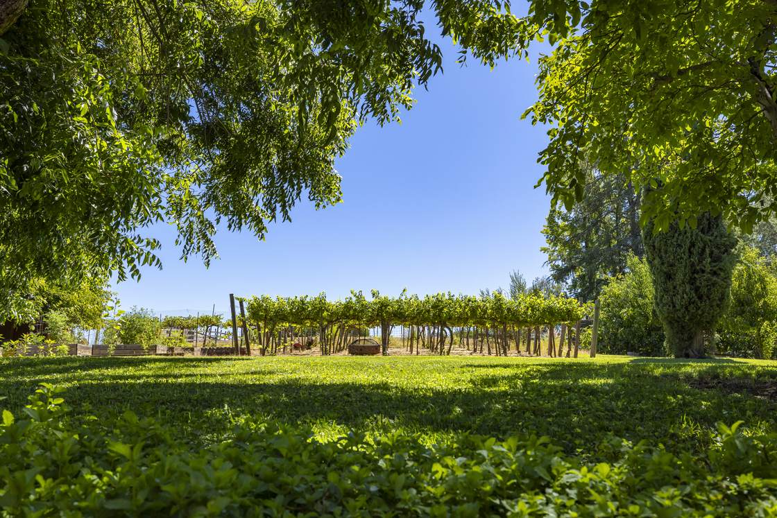 Vineyard view