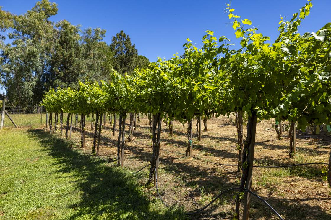 Grape vines