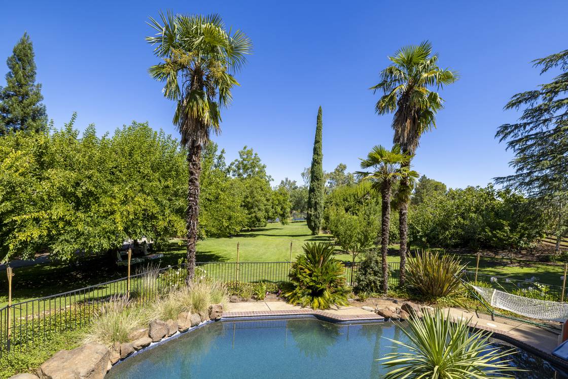 Palm trees and orchard