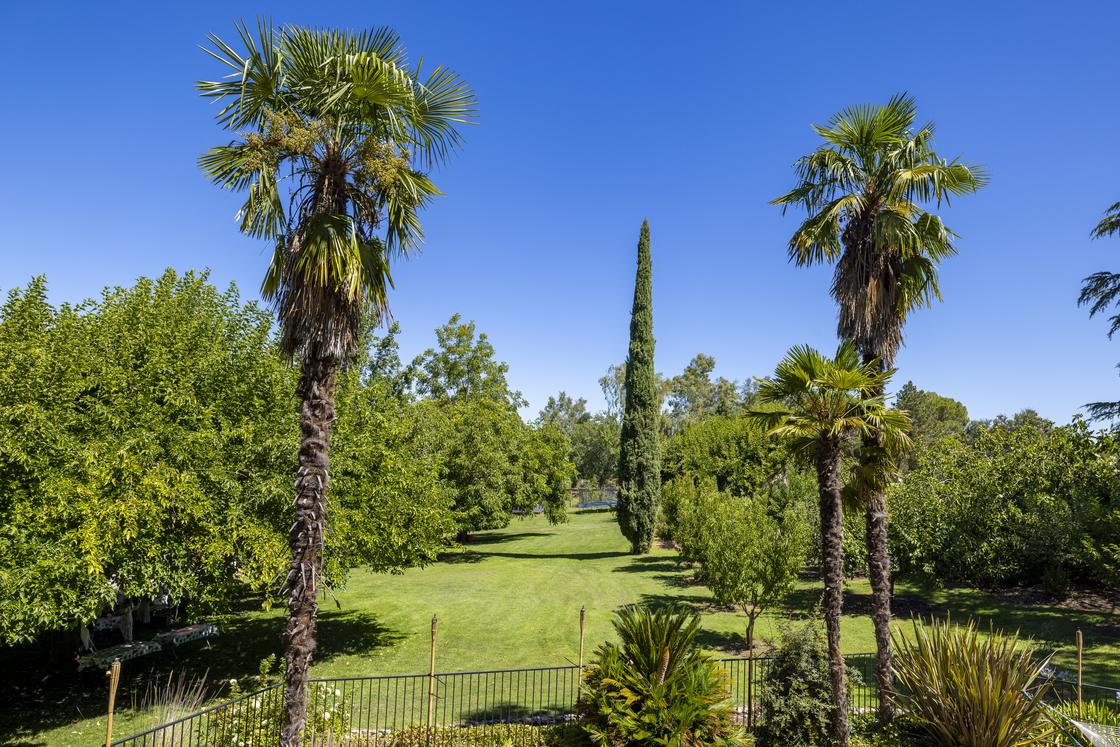 Orchard view