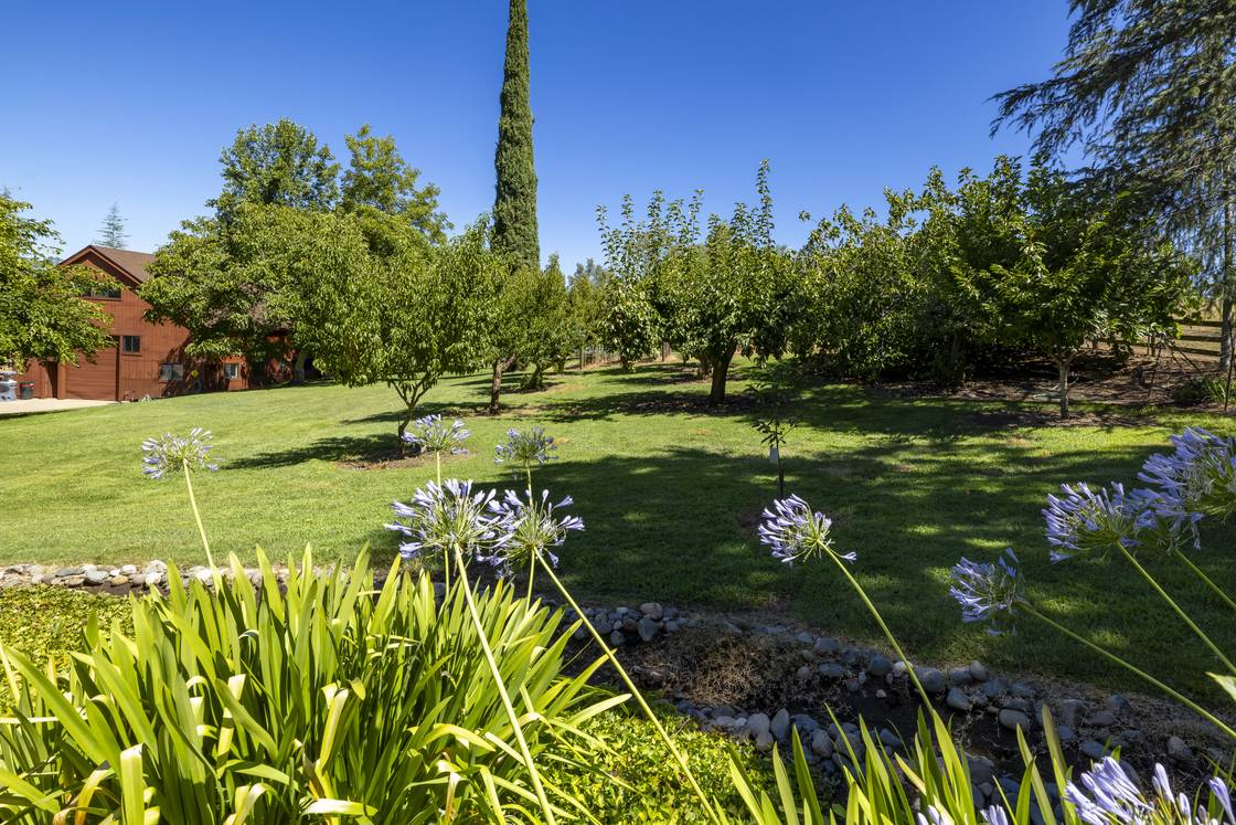 Orchard and lawn